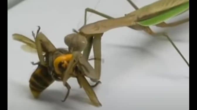 ハチ食らうカマキリ動画｣全米で注目集める訳 アジアのオオスズメバチが
