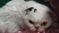 生活苦で｢愛猫の餓死を考えた｣飼い主の危うさ ｢2匹はそのまま死なすしかないと思っていた｣