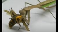 ｢ハチ食らうカマキリ動画｣全米で注目集める訳 アジアのオオスズメバチがついに北米上陸