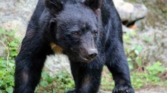 死者12人｢クマ被害｣山で起きている"残酷な現実"
