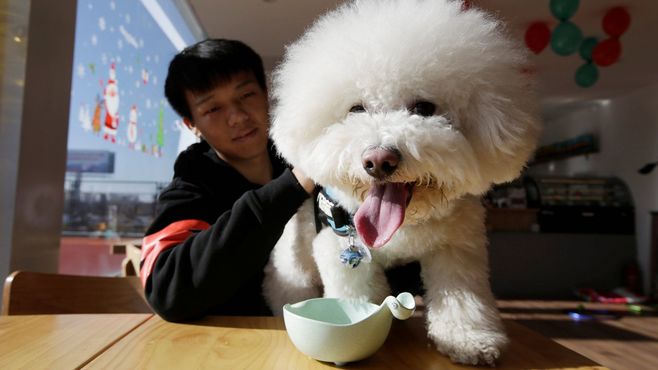 変貌する中国､｢ペットに浪費をする社会｣へ