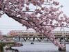 春の隅田川を渡る200型「りょうもう」。