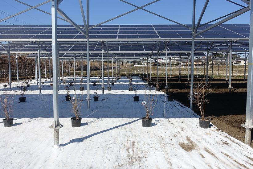 東急不動産HDが埼玉県東松山市で開発した発電施設。農作物の生産に十分な日射量が確保できる構造のため、太陽光パネルの下で米やブルーベリーなどが育てられる（記者撮影）