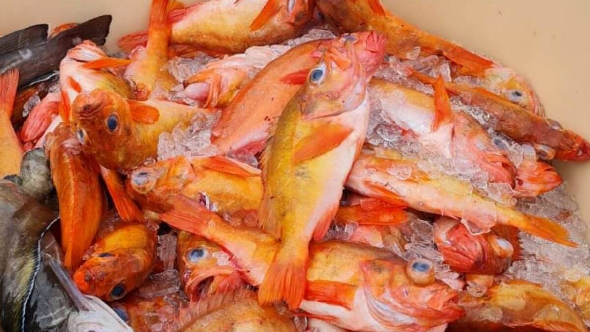 ｢魚が獲れない日本｣と豊漁ノルウェーの決定的差 漁業先進国では｢大漁｣を目指さない合理的理由 | 食品 | 東洋経済オンライン