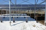 東急不動産HDが埼玉県東松山市で開発した発電施設。農作物の生産に十分な日射量が確保できる構造のため、太陽光パネルの下で米やブルーベリーなどが育てられる（記者撮影）