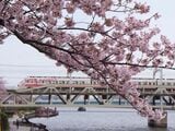 春の隅田川を渡る200型「りょうもう」。台湾鉄道カラーの編成だ（撮影：南正時）