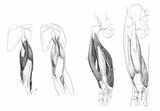 図2 同一作者による同じ部位の医学用の筋肉図（左側）と美術用の筋肉図（右側）