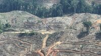 インドネシア熱帯林で見たバイオマス発電の現実