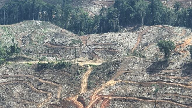 インドネシア熱帯林で見たバイオマス発電の現実