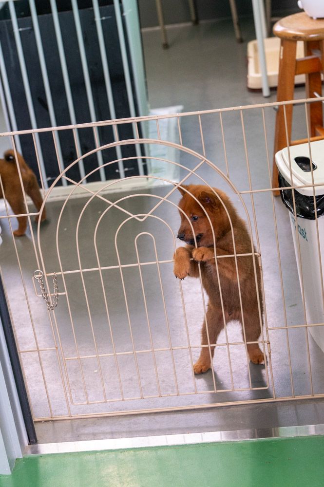 子犬