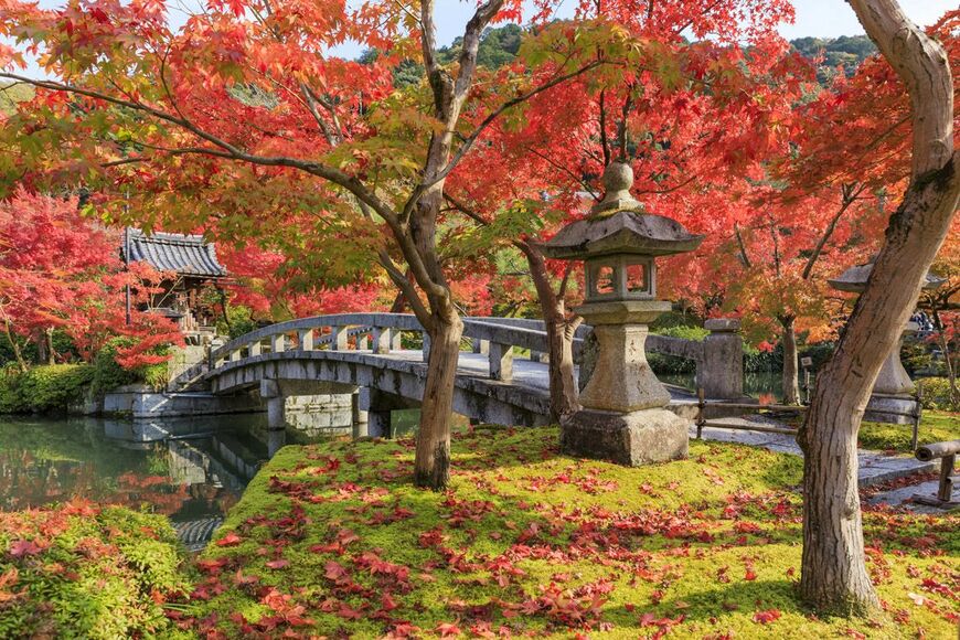 永観堂の紅葉の葉のサイズは、ほかのスポットより大きく立派だそうだ