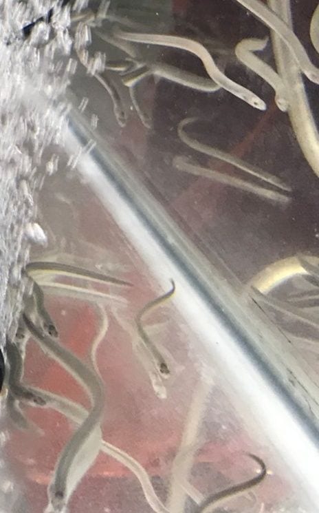 シラスウナギ（写真：筆者提供）
