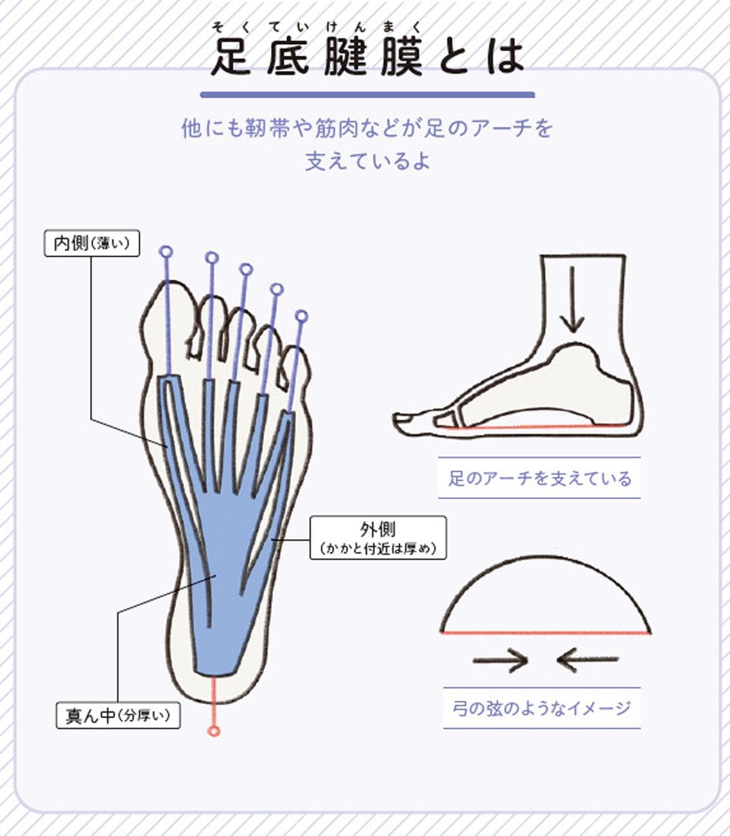 （画像：『世界一わかりやすい 筋肉のつながり図鑑セルフケア編』より）