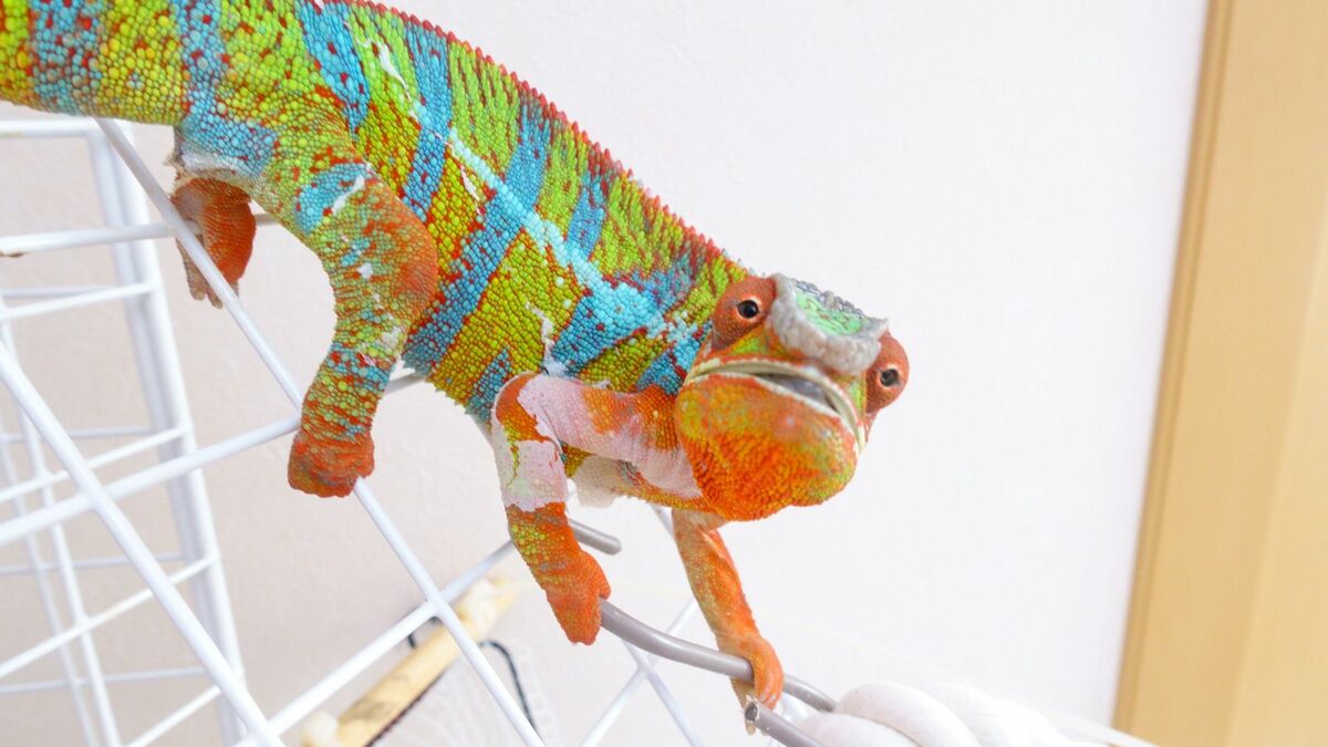 カメレオン､実は｢気分｣で色を変えている！？ | ワンでもニャンでもない家族 | 東洋経済オンライン