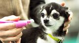 ライオン商事の「愛犬のお世話（ケア）に関するスクリーニング調査」（2022年、調査対象：全国の愛犬家1600人）によると「犬の歯磨きができてない」と答えた人は79.3％にものぼる