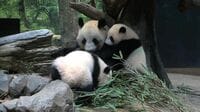 休園直前にパンダ3時間待ち､上野コロナ禍の苦悩 双子パンダはすいすい木登りするようになった