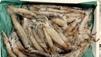 日本の魚が減ったのは｢外国漁船が原因｣説の真実