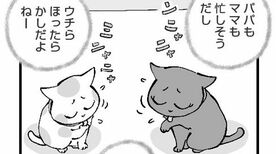 ひろみ猫シッターサービス