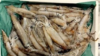 日本の魚が減ったのは｢外国漁船が原因｣説の真実