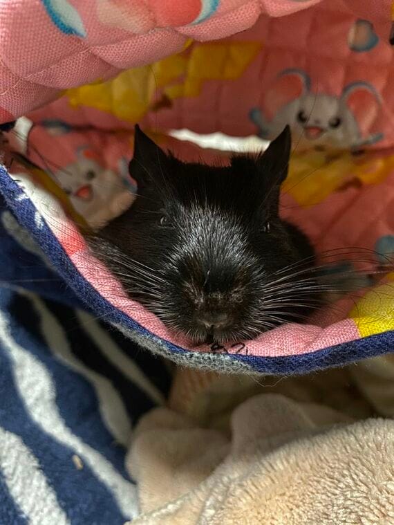 ハンモックの中で過ごすノアルちゃん