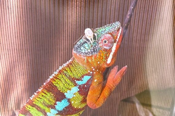 生餌のコオロギがカメレオンの頭に乗っている様子