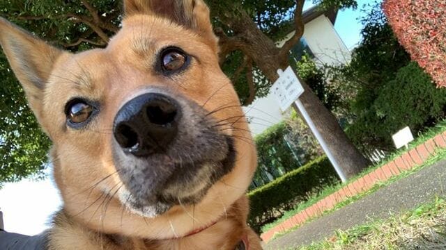 イタズラする犬 のストレス耐性を育てる技術 ペット 東洋経済オンライン 社会をよくする経済ニュース