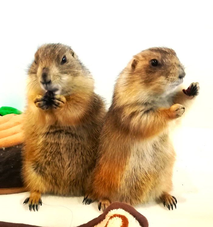 牡丹ちゃんと南天ちゃん（写真提供：まる子さん）