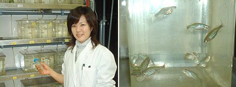 第5回 再生医療への取り組み その3 再生医療入門 東洋経済オンライン 社会をよくする経済ニュース