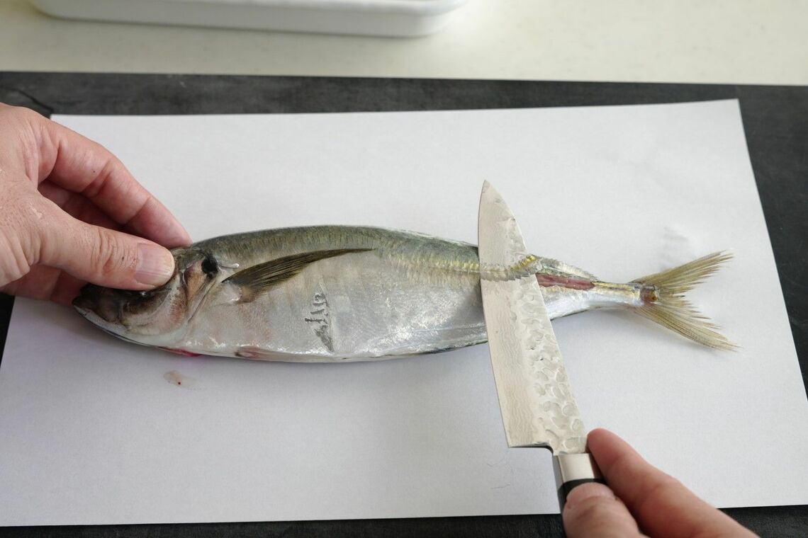 アジのゼイゴを除去