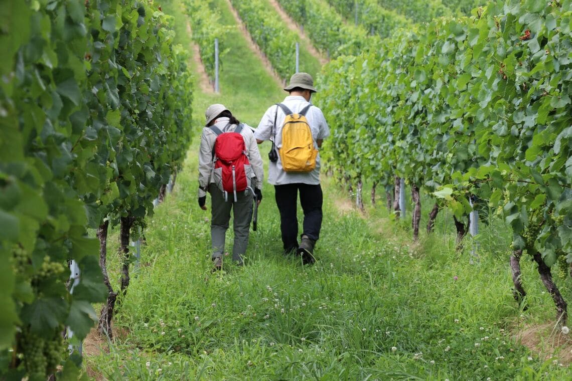 メルシャンのブドウ畑で行われている生態系調査（提供：キリンホールディングス）