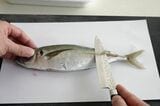 アジのゼイゴを除去