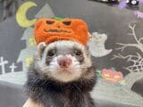 トリミングサロンでハロウィンの仮装（写真提供：フェレットワールド）