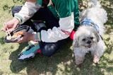 日本聴導犬協会からお預かりした元聴導犬のまるくん（9歳）。元置き去り犬から聴導犬になりました。病気療養も兼ねてわが家で8カ月暮らしました（筆者撮影）