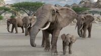 ｢イヌ｣より嗅覚が優れた動物は｢ゾウ｣だった真相