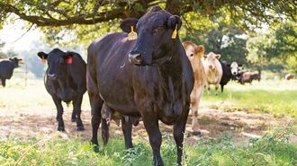 海外で広がる｢和牛肉｣消費 主役は米国･豪州産のなぜ？