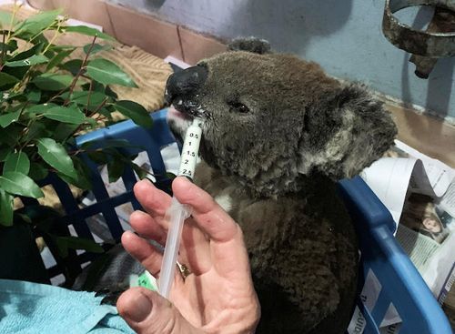 コアラを 絶滅危機 に追いやる深刻な山火事 ニューズウィーク日本版 東洋経済オンライン 経済ニュースの新基準 コアラを 絶滅危機 に追いやる深刻な山火事 ニューズウィーク日本版 東洋経済オンライン 経済ニュースの新基準