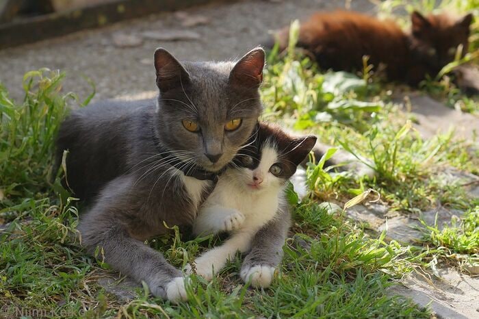 母猫にじゃれついているうちに眠たくなってしまう