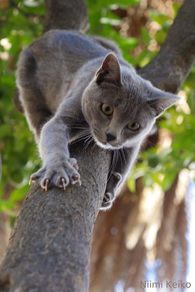 気晴らしに木に登ったのはいいけれど、降りるのが大変……