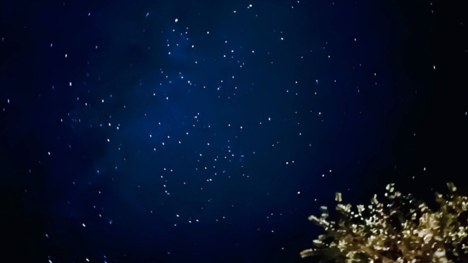 秋の夜長に挑戦 星空 をiphoneで綺麗に撮るコツ Leon 東洋経済オンライン 社会をよくする経済ニュース
