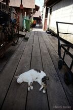 水上にできた村の渡り廊下のまん中で
