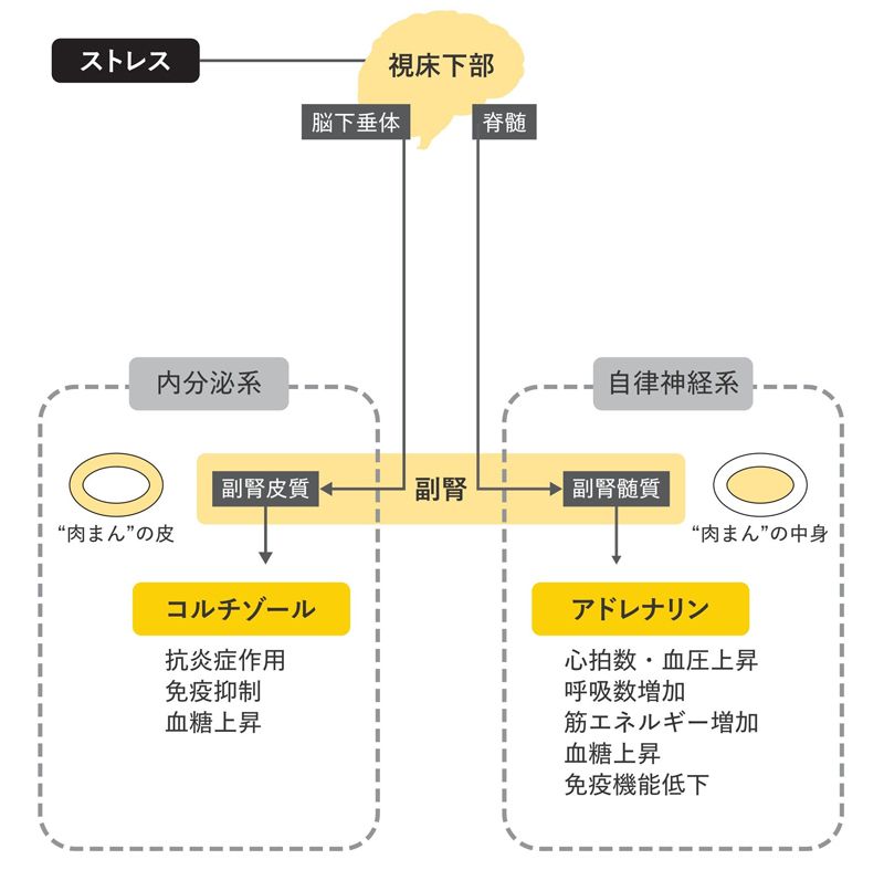 ストレス反応の経路（出典：『休養学』）