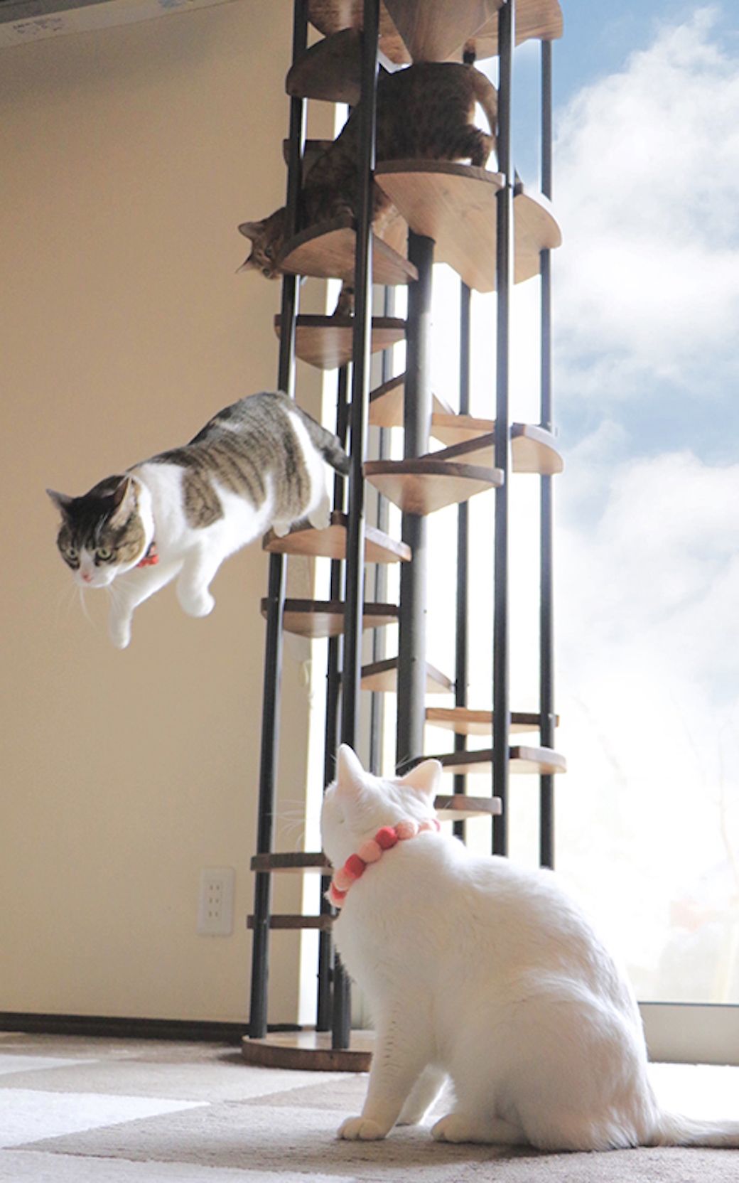 愛故に｢猫の巨大ジャングルジム｣化した家の全貌  SUUMOジャーナル 