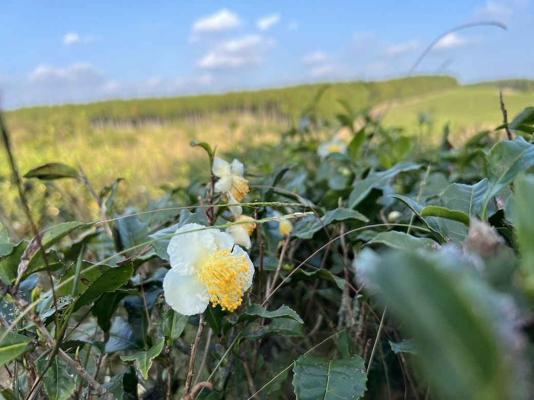 お茶の花が咲く様子も愛らしい（著者撮影）