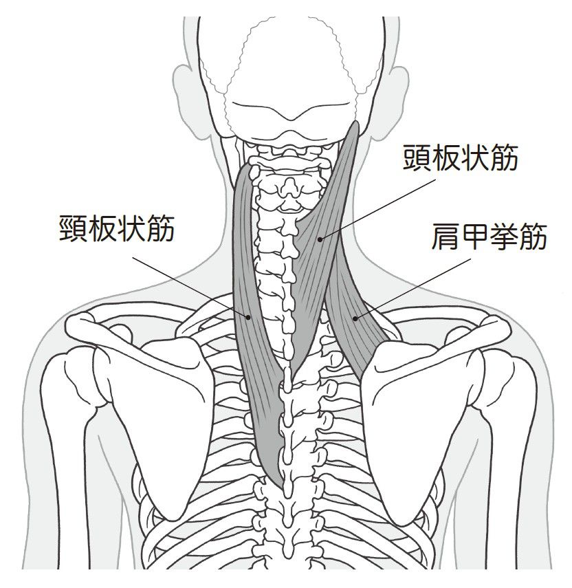 （出所：『首の痛み・コリ・しびれ 自力でできるリセット法』より）