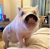 しおりさん宅のマイクロブタ、おもちくん5歳（写真提供：しおりさん）