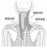 （出所：『首の痛み・コリ・しびれ 自力でできるリセット法』より）