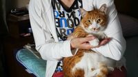 ｢ペット飼う高齢者｣が直面する厄介すぎる問題 家が｢ゴミ屋敷｣｢死体だらけ｣になる危険も