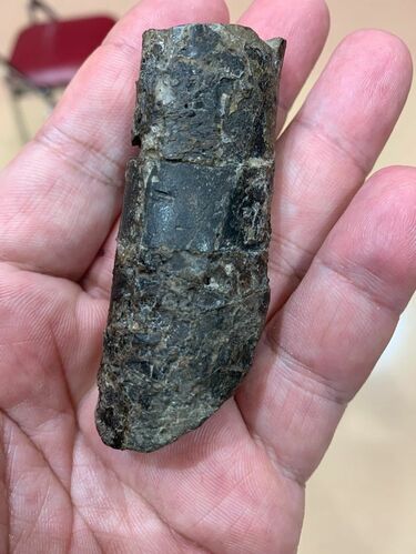 鑑賞石　化石 Amazon.co.jp: 産地別日本の化石750選: 本でみる化石博物館・別館