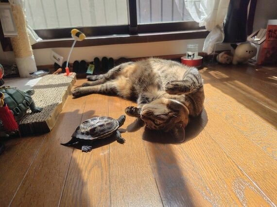 軍曹くんの部屋んぽ時間