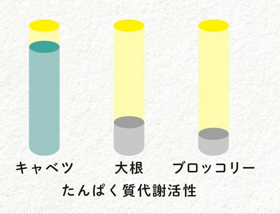 たんぱく質代謝活性